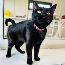 Thumbnail photo of Amity #2