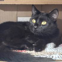 Thumbnail photo of Amity #3