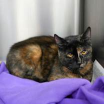 Thumbnail photo of Briar #4