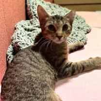 Thumbnail photo of America #2