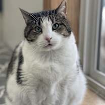 Thumbnail photo of Noodles #1