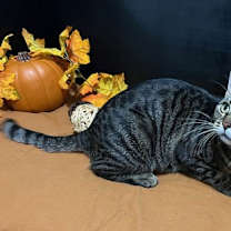 Thumbnail photo of Lola #3