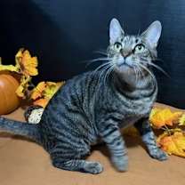 Thumbnail photo of Lola #4