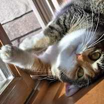 Thumbnail photo of Bonnie #3