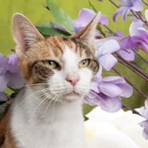 Thumbnail photo of Lahaina #1