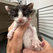 Thumbnail photo of Valentine #2