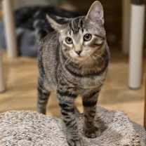 adopt-pet
