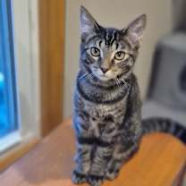 adopt-pet