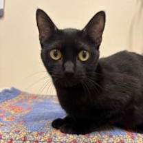 Thumbnail photo of Vee #2