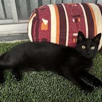 Thumbnail photo of Jasper #4