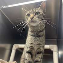 Thumbnail photo of Aleera #3