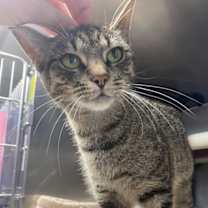 Thumbnail photo of Aleera #4