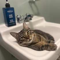 Thumbnail photo of Charlie #3