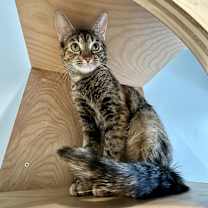 Thumbnail photo of Venus #2