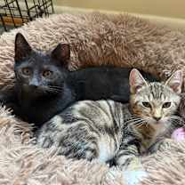 Thumbnail photo of Robin (bonded with Batman) #1