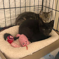 Thumbnail photo of Robin (bonded with Batman) #3