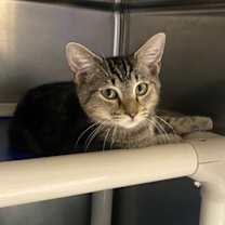 Thumbnail photo of Pebbles #2