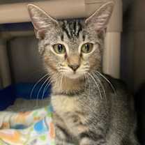 Thumbnail photo of Pebbles #3