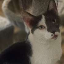 Thumbnail photo of Lyn #1