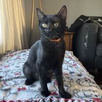 adopt-pet