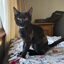adopt-pet