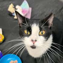 Thumbnail photo of Misty #4