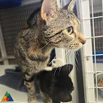 Thumbnail photo of Magi #1