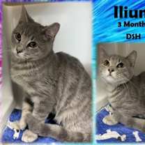 Thumbnail photo of Ilium #1