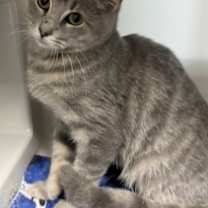 Thumbnail photo of Ilium #2