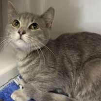 Thumbnail photo of Ilium #3