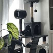 Thumbnail photo of Lilo #2