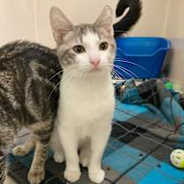 Thumbnail photo of Pop #3