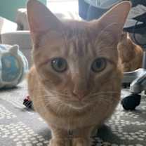 Thumbnail photo of Sherbet #1