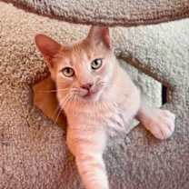 Thumbnail photo of Remy #1