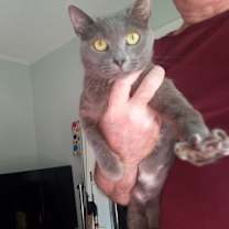 Thumbnail photo of Silver #3