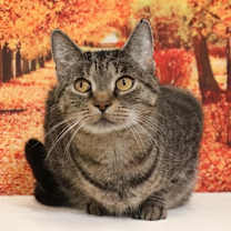 Thumbnail photo of Sweetie aka Savanah #2