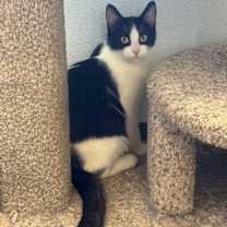 Thumbnail photo of Homer #1