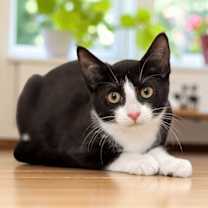 Thumbnail photo of Gigi #2