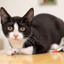 Thumbnail photo of Gigi #3