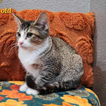 Thumbnail photo of Pixie #1