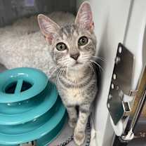 Thumbnail photo of Sassy #3