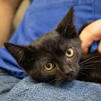 Thumbnail photo of Tilly  #3