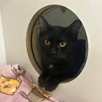 Thumbnail photo of Waylon Jennings #2