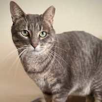 Thumbnail photo of Lil'Girl Clovermeadow #1