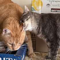 Thumbnail photo of Lil'Girl Clovermeadow #2