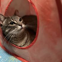 Thumbnail photo of Lil'Girl Clovermeadow #3