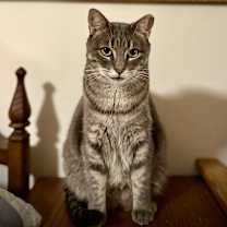 Thumbnail photo of Lil'Girl Clovermeadow #4