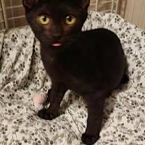 Thumbnail photo of Flowy (aka Knotty Boy) #2