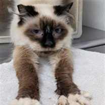 Thumbnail photo of *EVIE #1