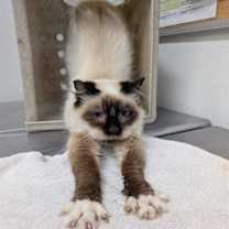 Thumbnail photo of *EVIE #2